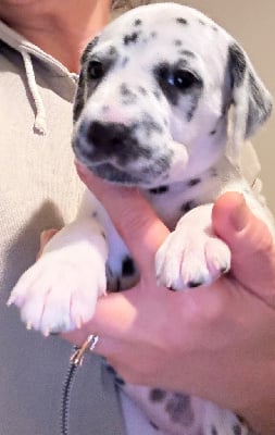 Les chiots de Dalmatien