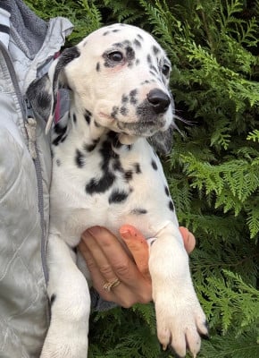 Les chiots de Dalmatien