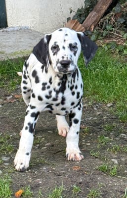 Les chiots de Dalmatien
