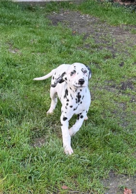 Les chiots de Dalmatien