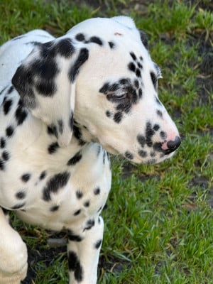 Les chiots de Dalmatien