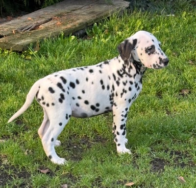 Les chiots de Dalmatien