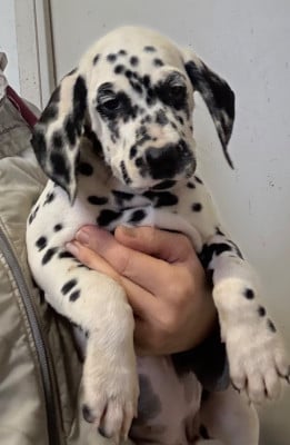 Les chiots de Dalmatien