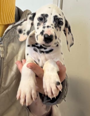 Les chiots de Dalmatien