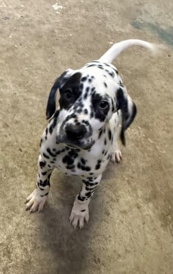 Les chiots de Dalmatien
