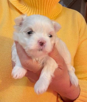 Les chiots de Bichon maltais