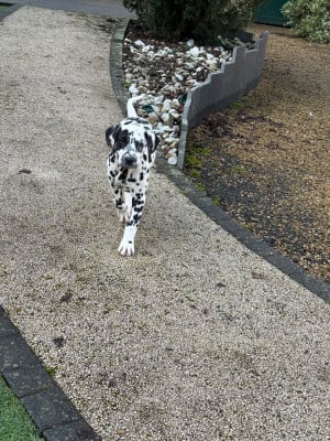 Les chiots de Dalmatien