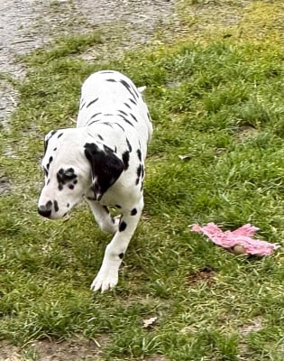 Les chiots de Dalmatien