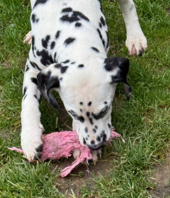 Les chiots de Dalmatien
