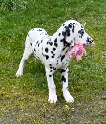 Les chiots de Dalmatien