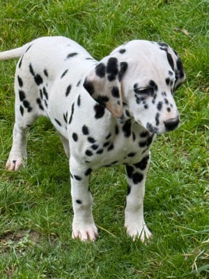 Les chiots de Dalmatien