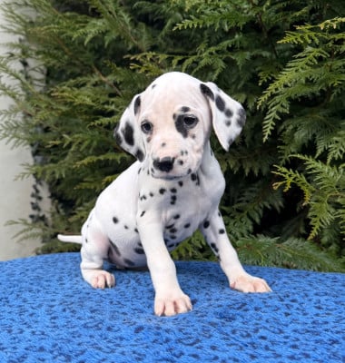 Les chiots de Dalmatien