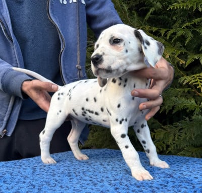 Les chiots de Dalmatien