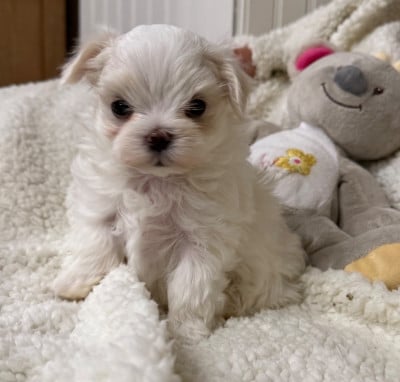 Les chiots de Bichon maltais