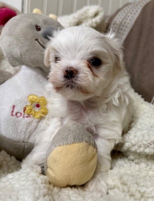 Les chiots de Bichon maltais