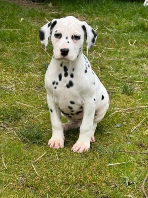 Les chiots de Dalmatien
