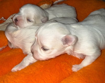 Les chiots de Bichon maltais