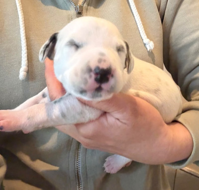 Les chiots de Dalmatien