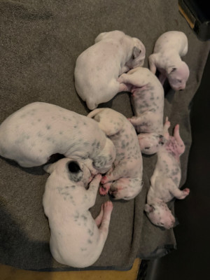 Les chiots de Dalmatien