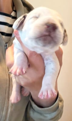 Les chiots de Dalmatien