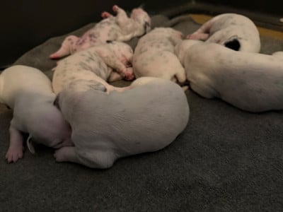 Les chiots de Dalmatien