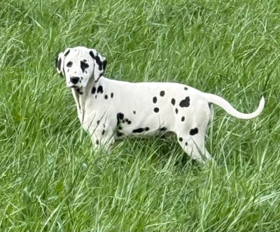 Les chiots de Dalmatien
