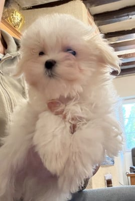 Les chiots de Bichon maltais