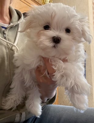 Les chiots de Bichon maltais