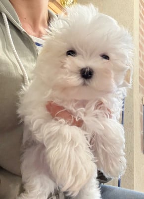 Les chiots de Bichon maltais