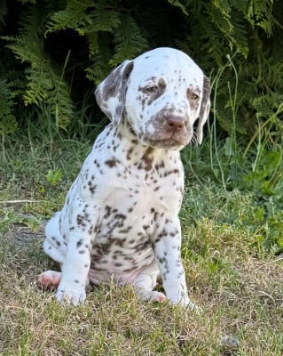 Les chiots de Dalmatien