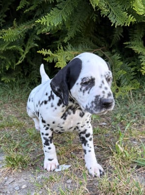 Les chiots de Dalmatien