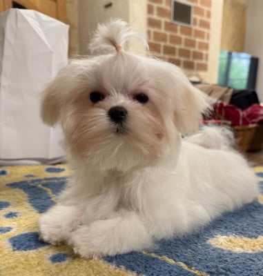 Les chiots de Bichon maltais
