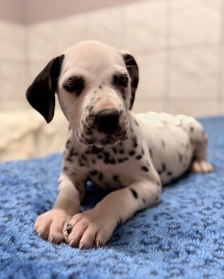Les chiots de Dalmatien