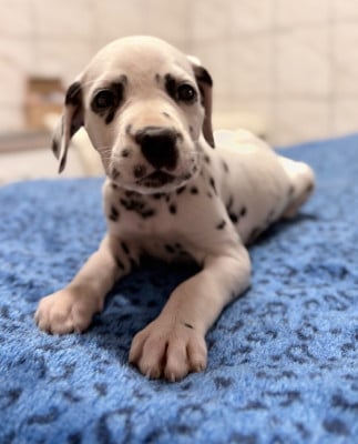 Les chiots de Dalmatien