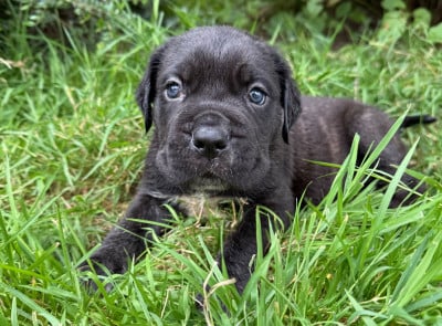 Les chiots de Cane Corso