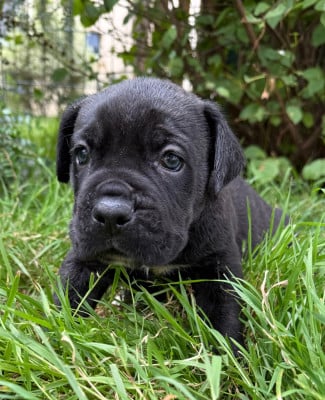 Les chiots de Cane Corso