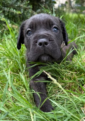 Les chiots de Cane Corso