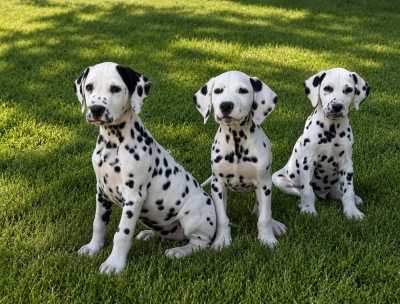 Les chiots de Dalmatien