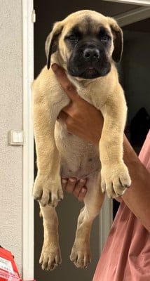 Les chiots de Cane Corso