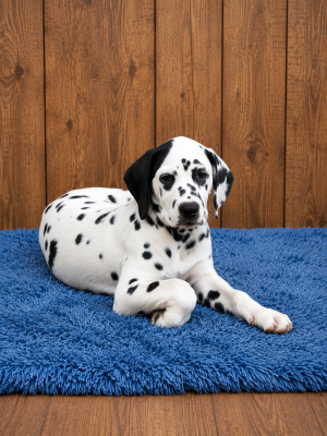 Les chiots de Dalmatien