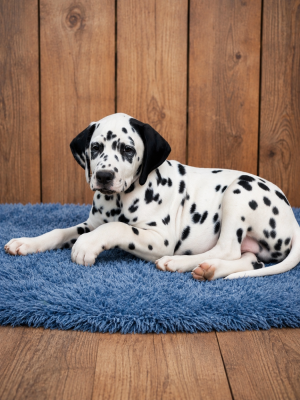 Les chiots de Dalmatien