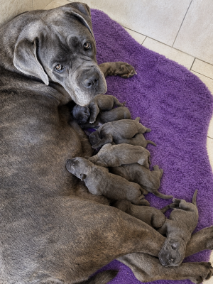 Les chiots de Cane Corso