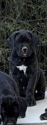 Les chiots de Cane Corso
