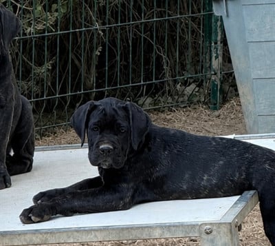 Les chiots de Cane Corso