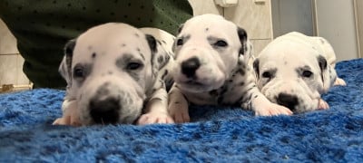 Les chiots de Dalmatien