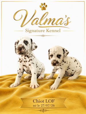 Les chiots de Dalmatien