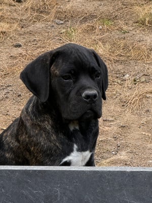 Les chiots de Cane Corso
