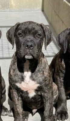Les chiots de Cane Corso