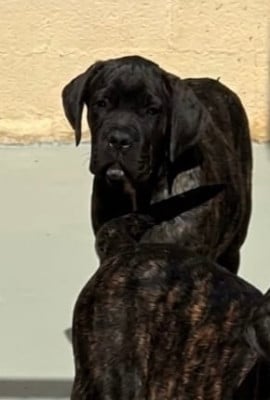 Les chiots de Cane Corso