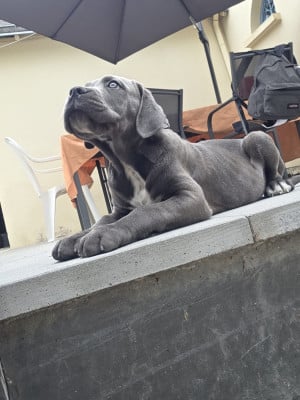 Les chiots de Cane Corso
